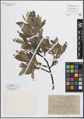 Foto von Salix glauca L. x Salix nigricans Sm.